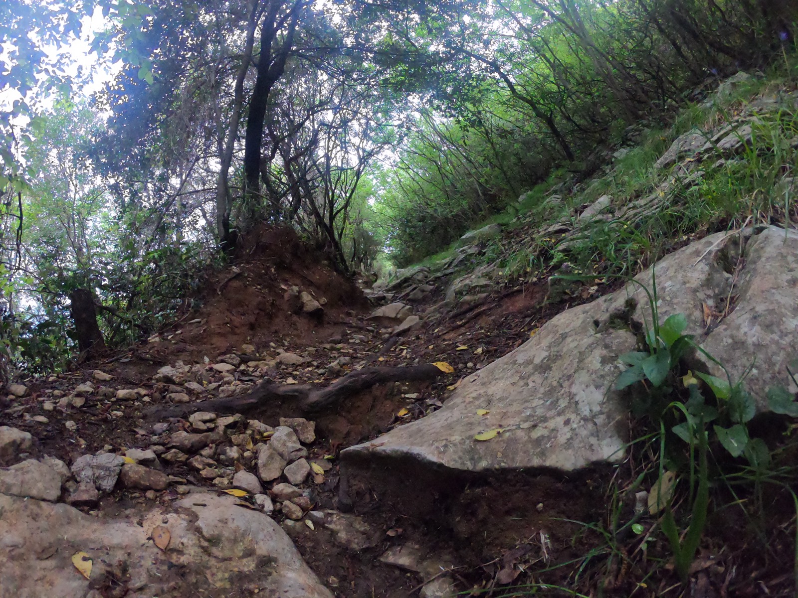 Sentiero tra le rocce nel bosco