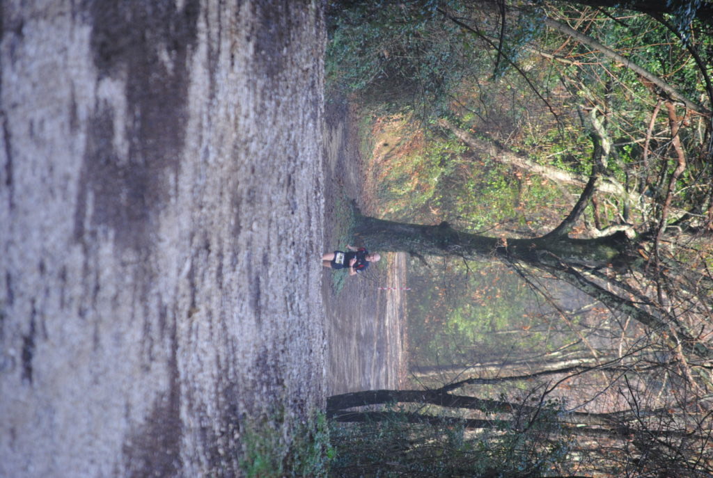 Sterrato nel bosco d'inverno